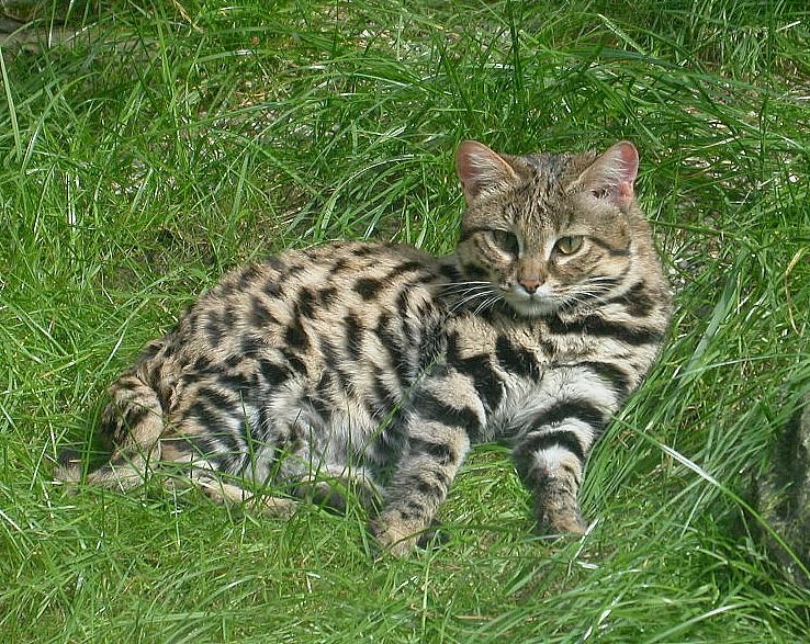 Black-footed Cat