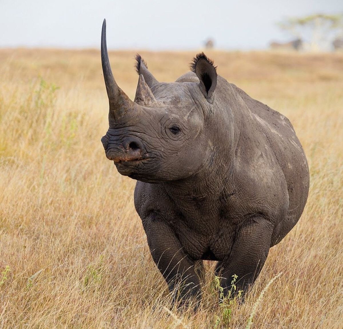 Black Rhinoceros