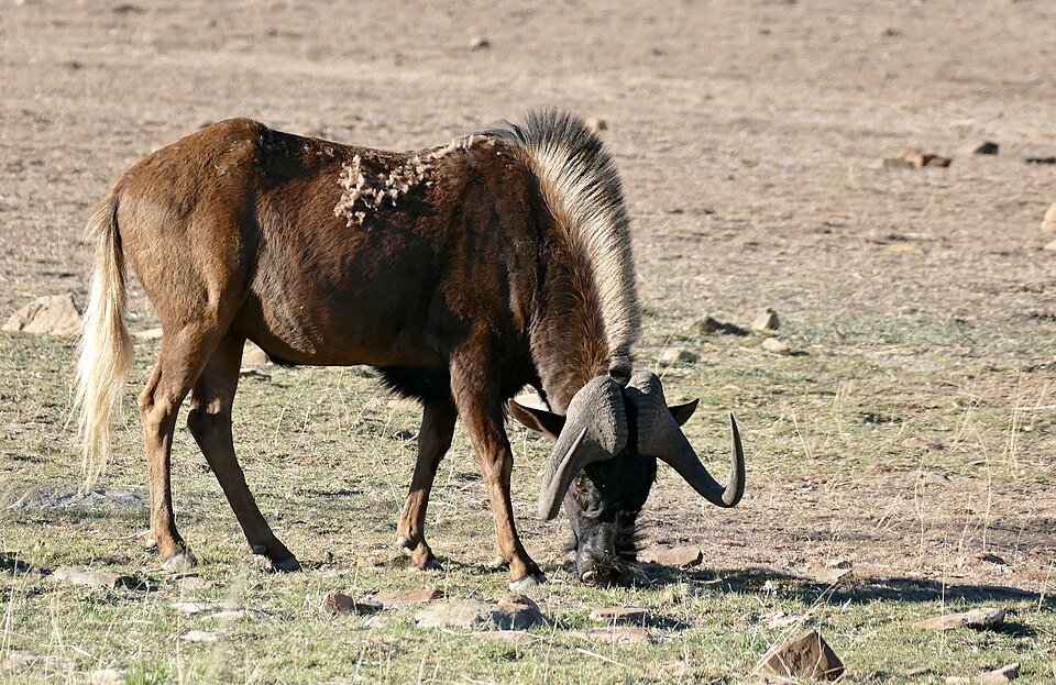 Black Wildebeest