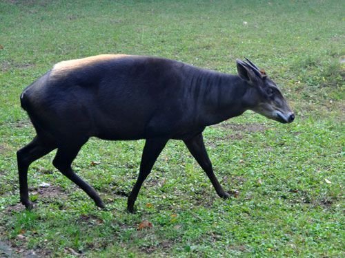 Blue Duiker