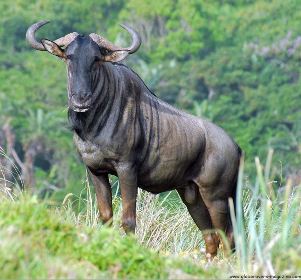 Blue Wildebeest