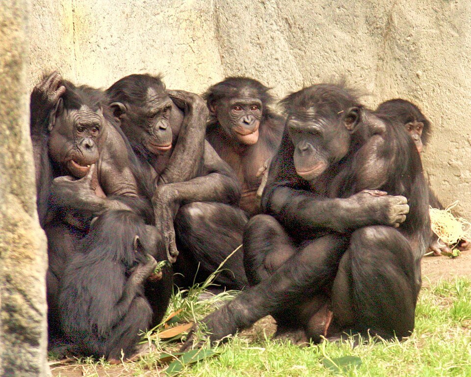Bonobo