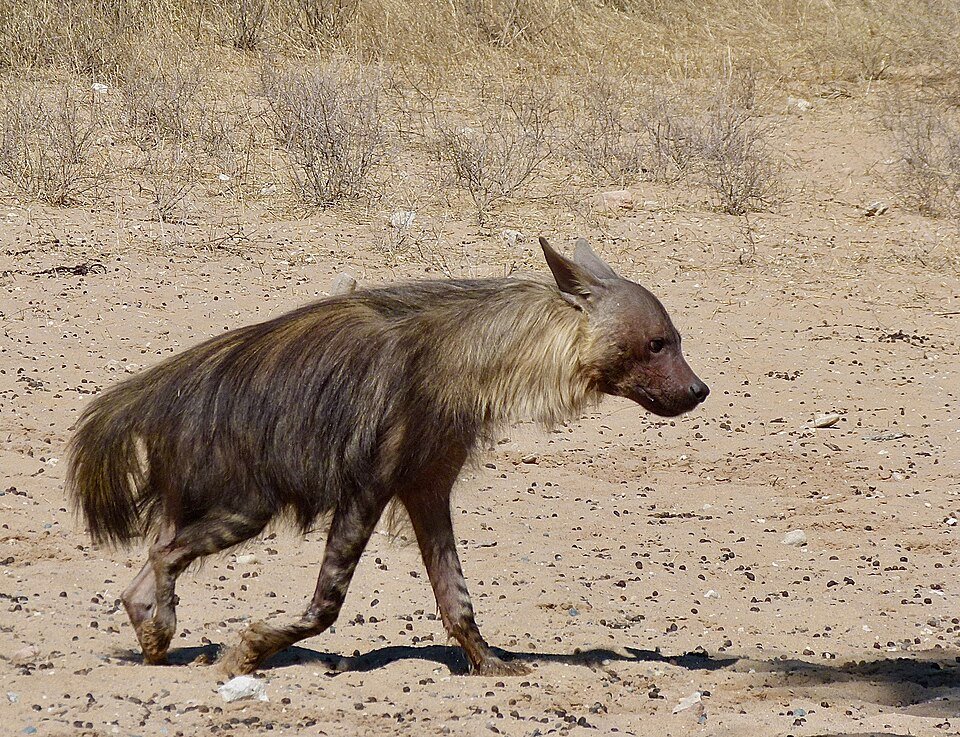 Brown Hyena
