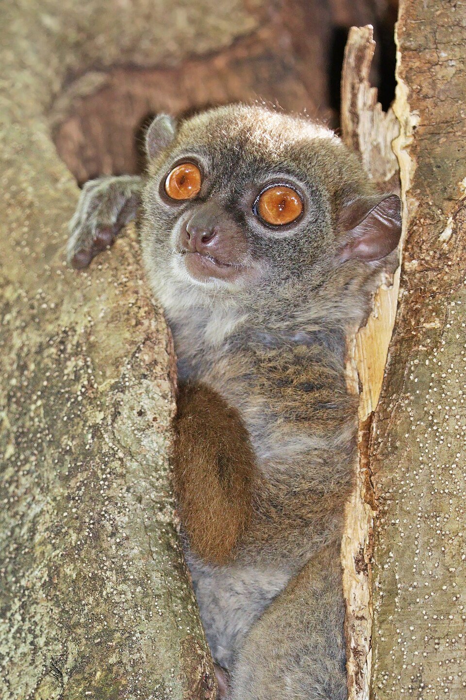 Brown Sportive Lemur