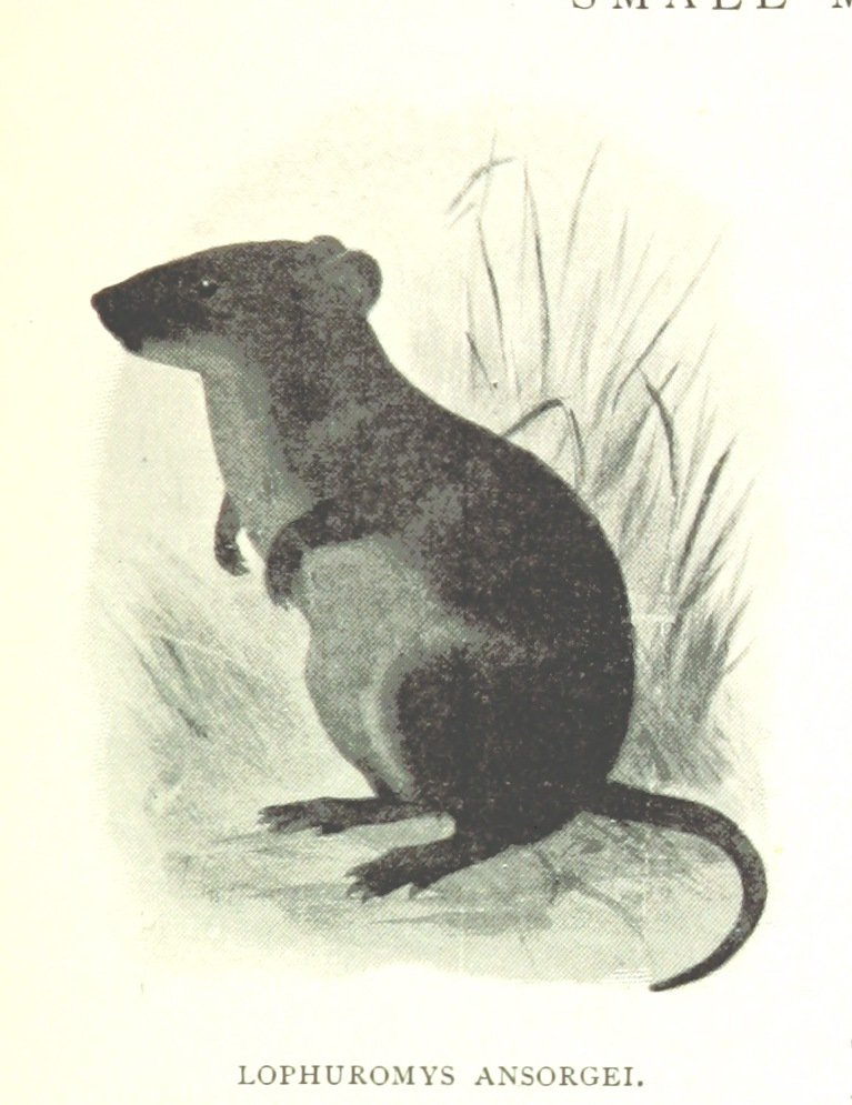 Brush-furred Rat