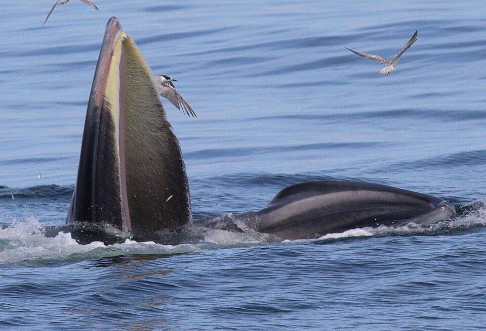 Bryde's Whale