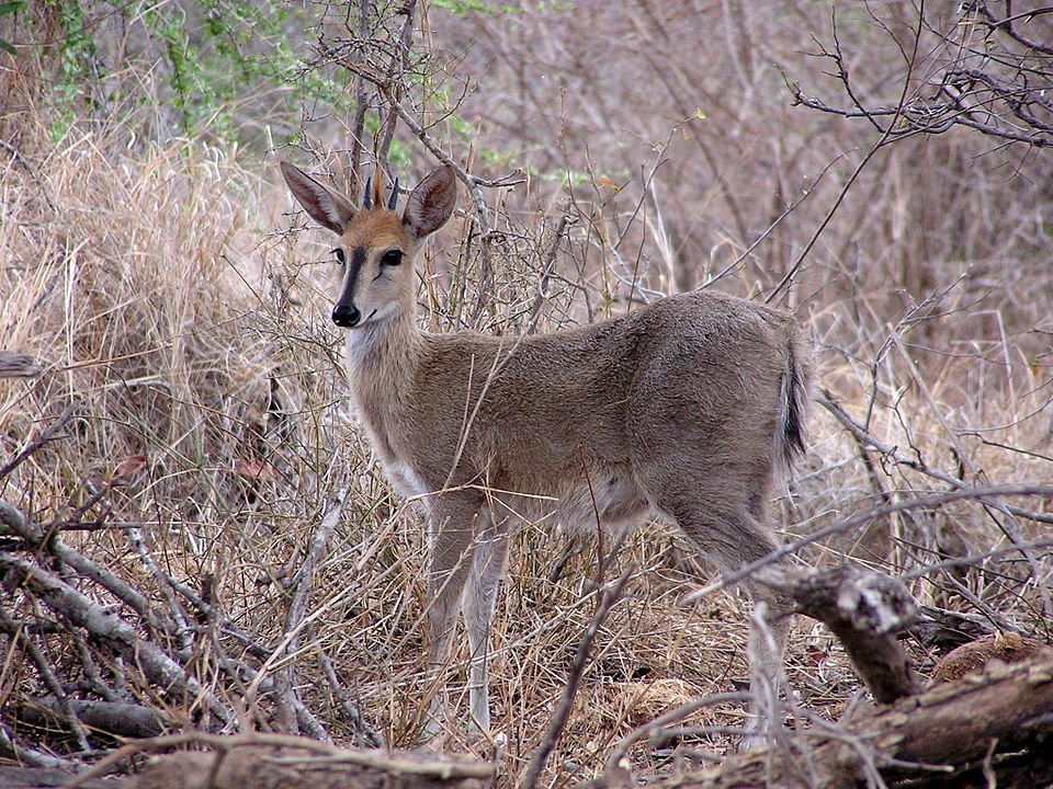 Bush Duiker