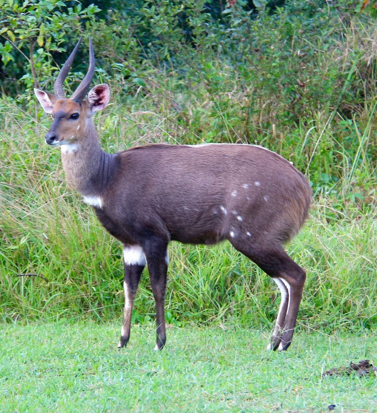 Bushbuck