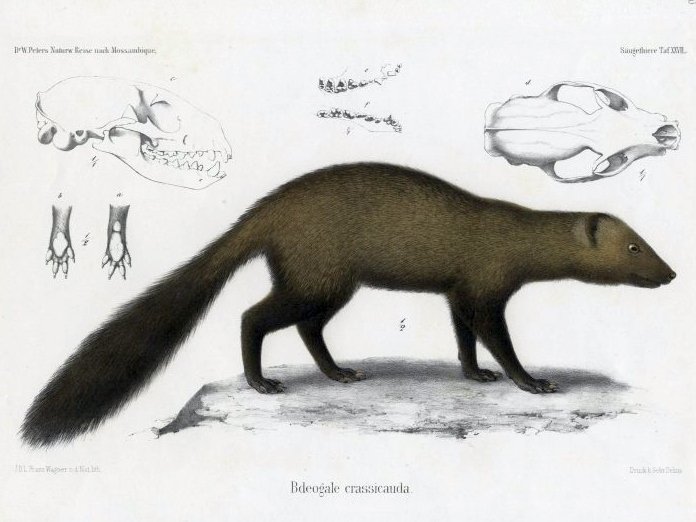 Bushy-tailed Mongoose