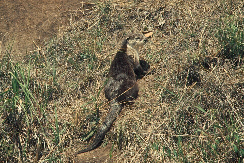 Cape Clawless Otter