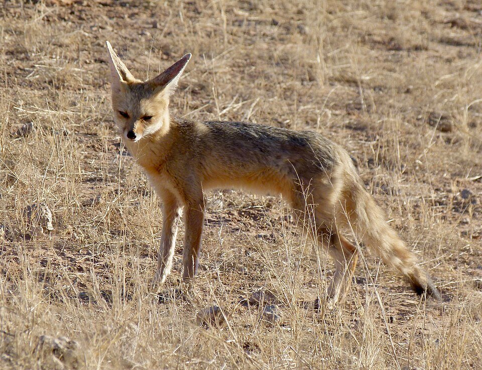 Cape Fox