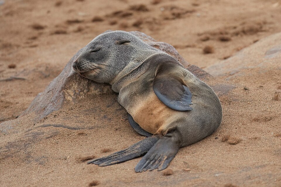 Cape Fur Seal