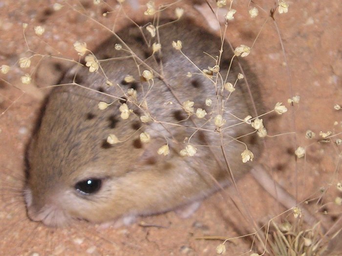 Cape Gerbil