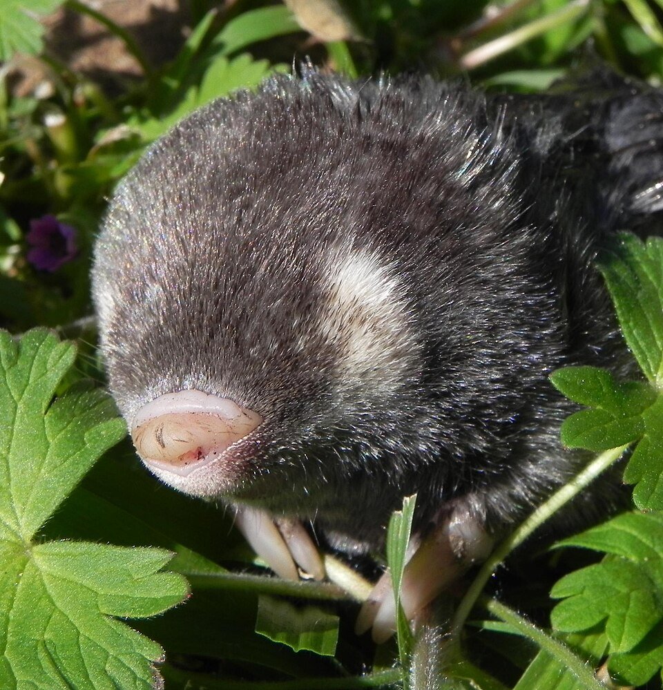 Cape Golden Mole
