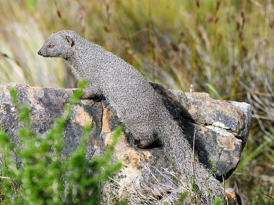 Cape Grey Mongoose