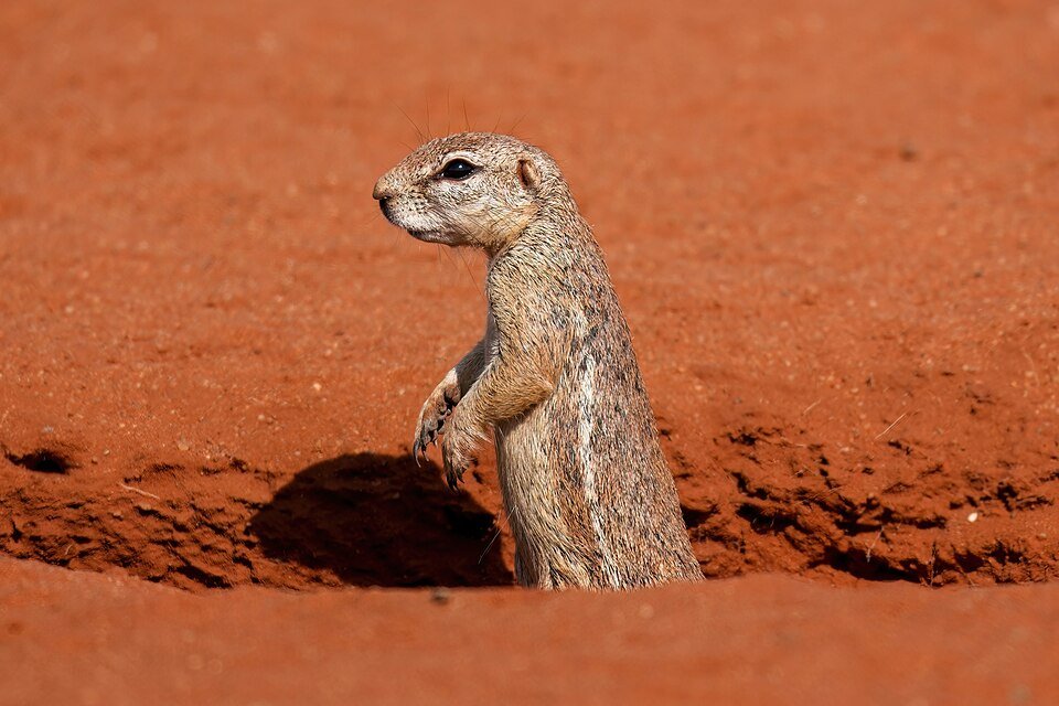 Cape Ground Squirrel