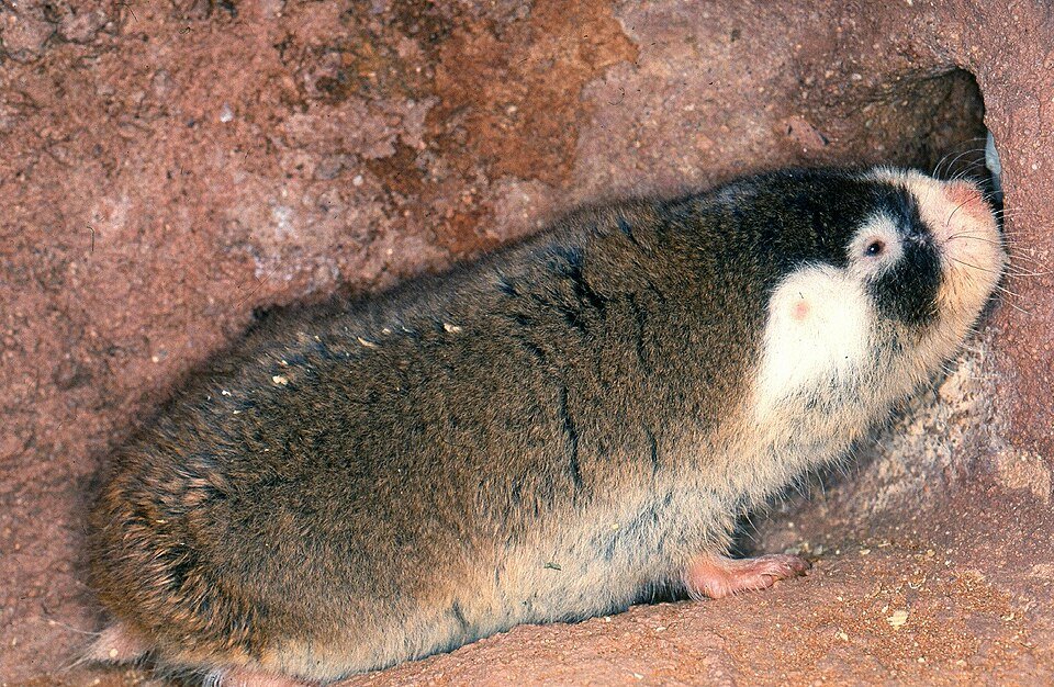 Cape Mole-rat