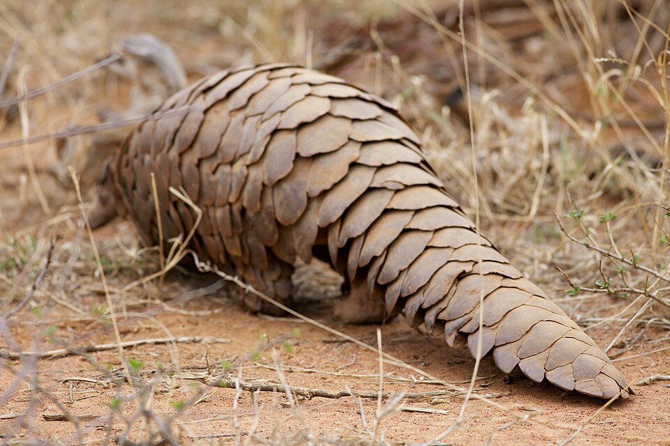 Cape Pangolin