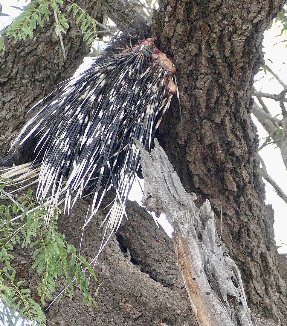 Cape Porcupine