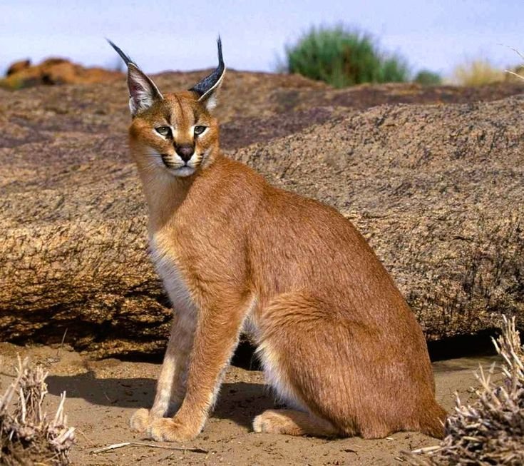 Caracal