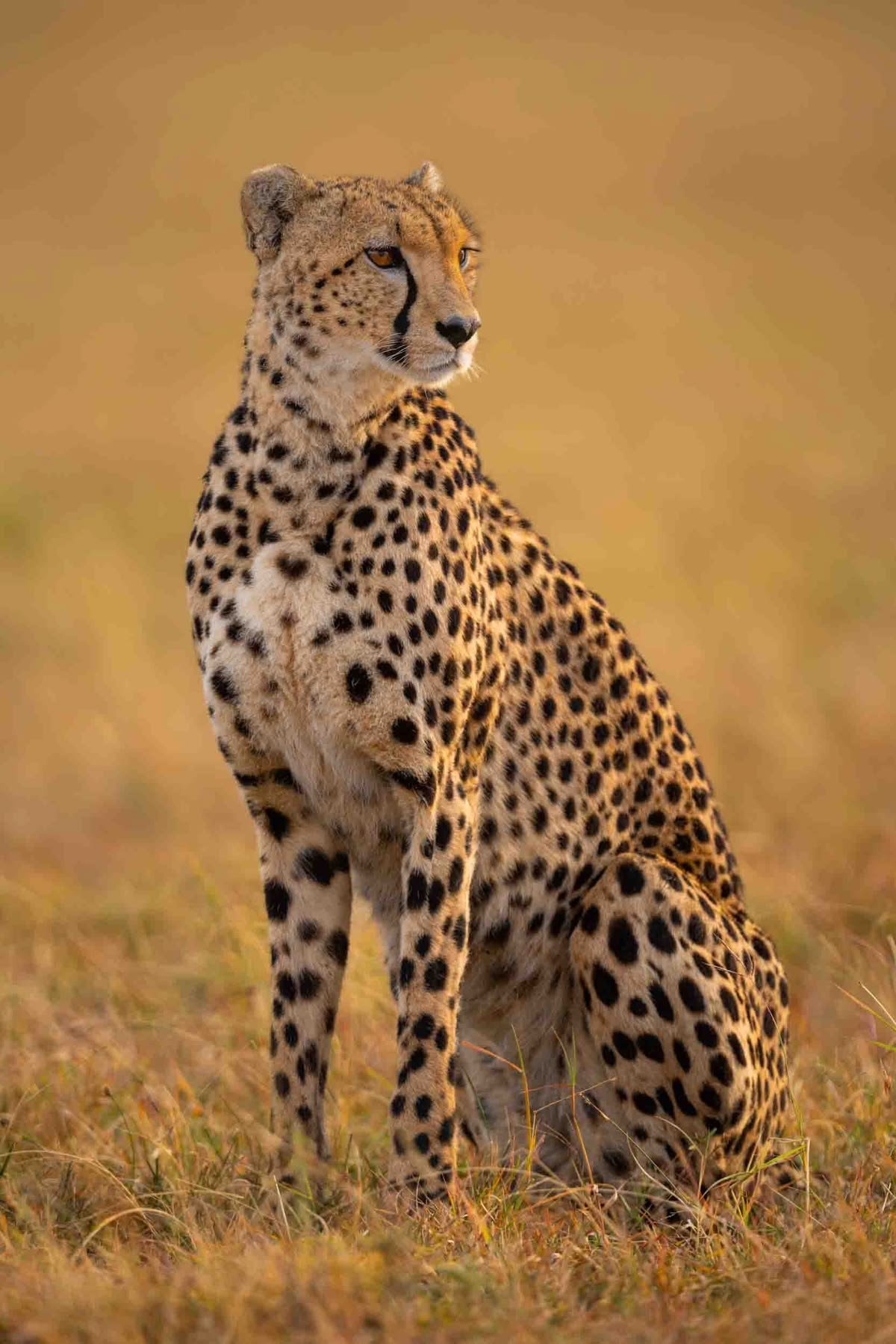 Cheetah