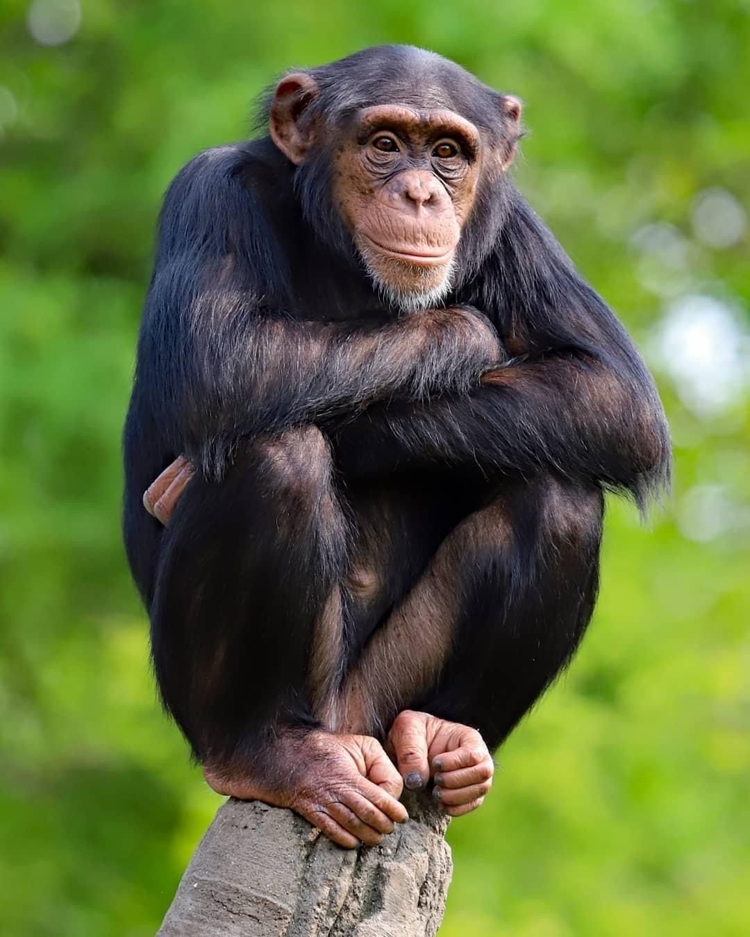 Chimpanzee