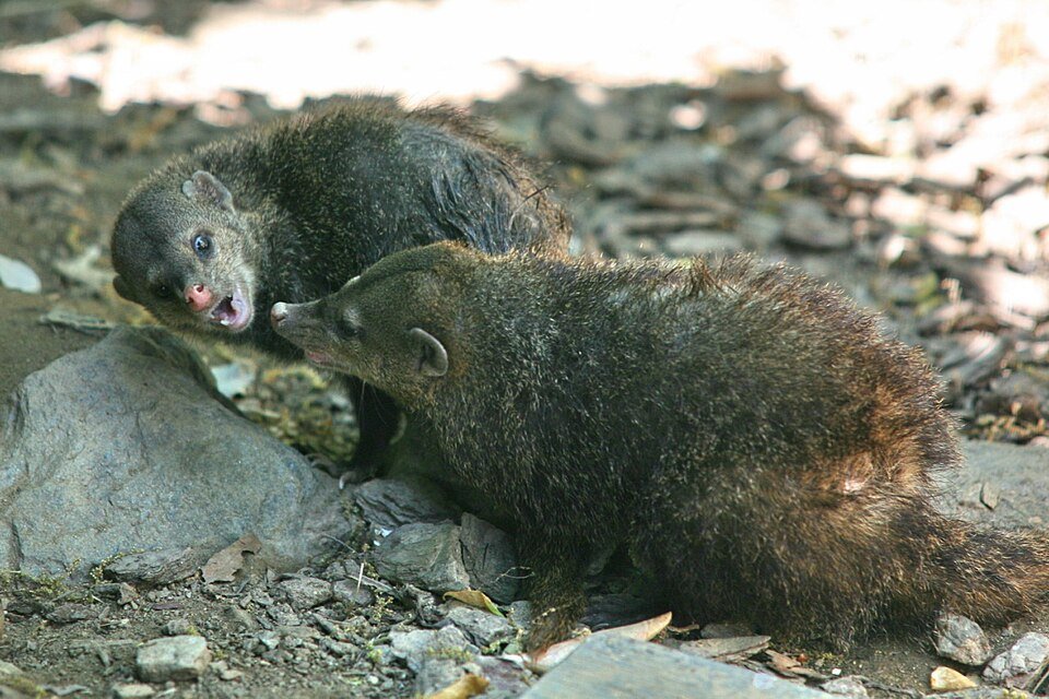 Common Cusimanse