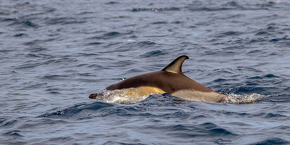 Common Dolphin