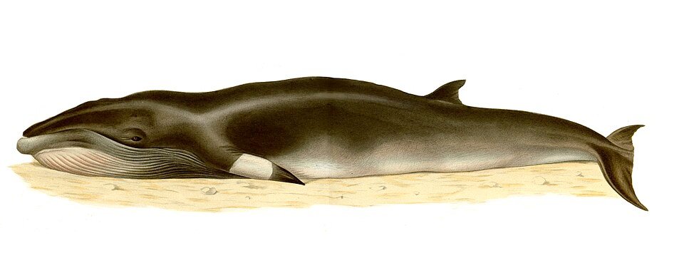 Common Minke Whale