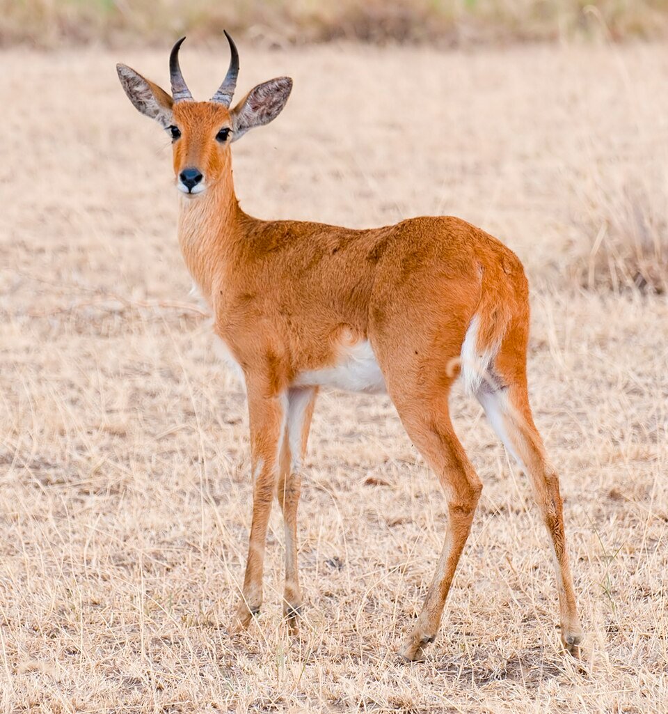 Common Reedbuck