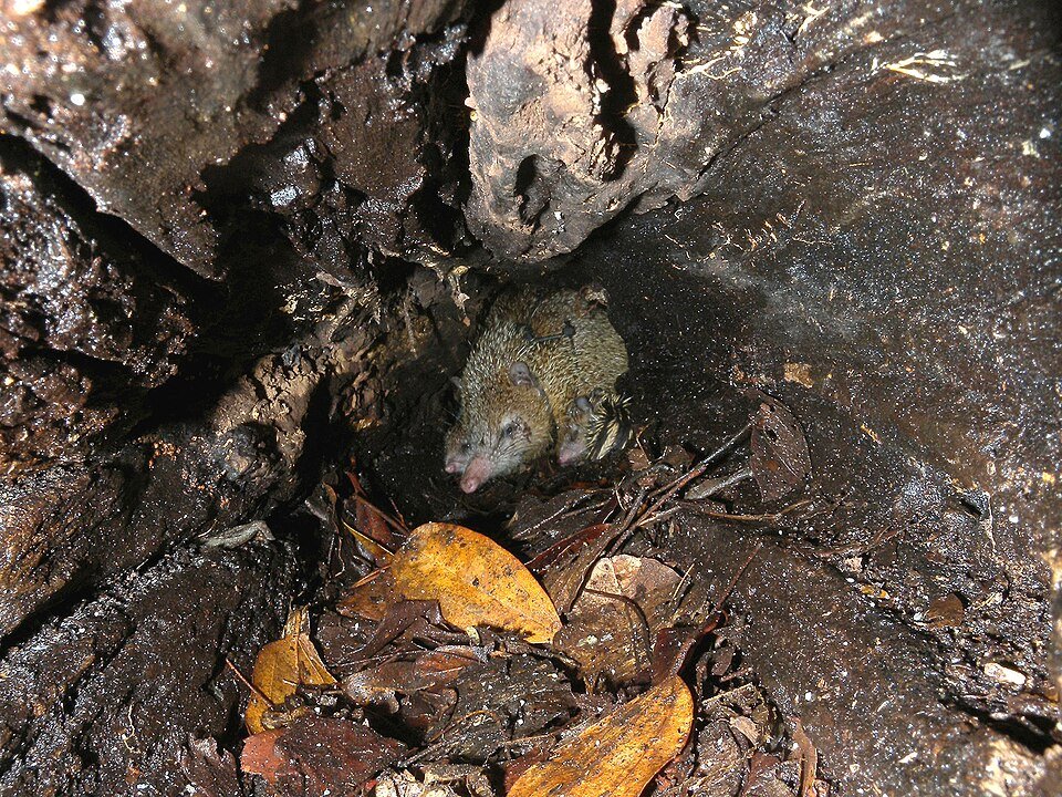 Common Tenrec