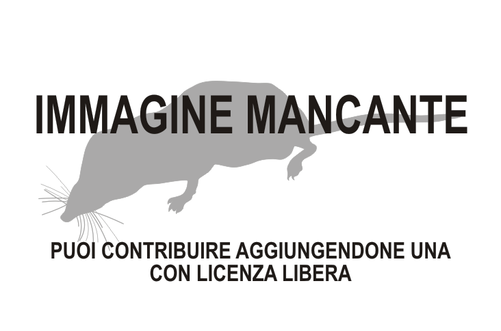 Congosorex Shrew