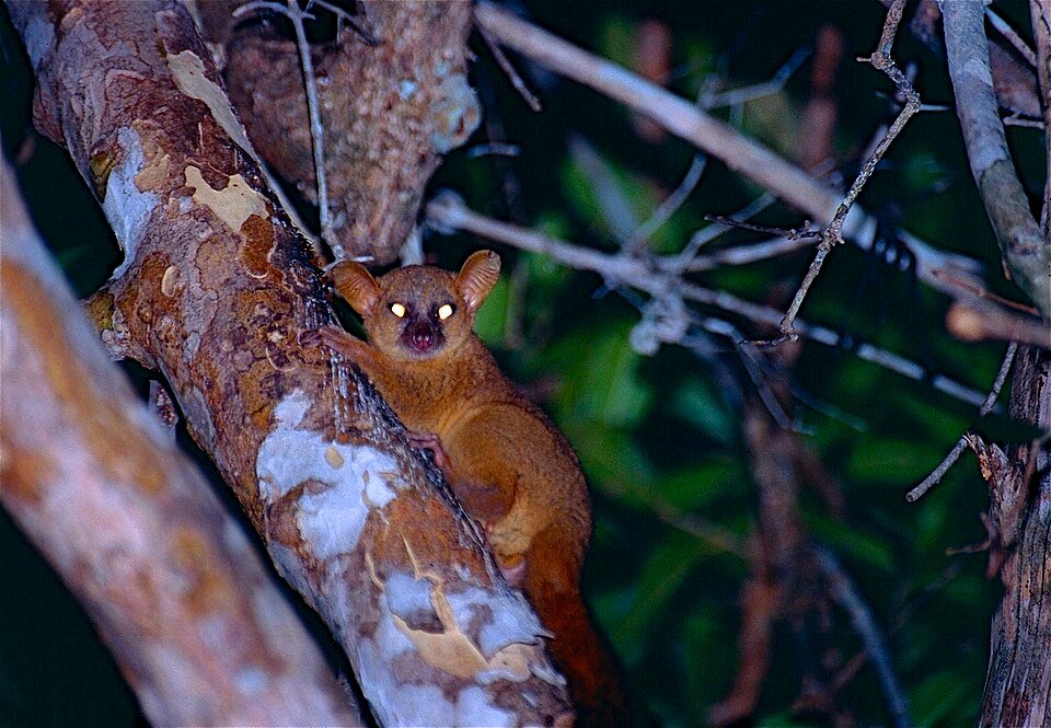 Coquerel's Giant Mouse Lemur