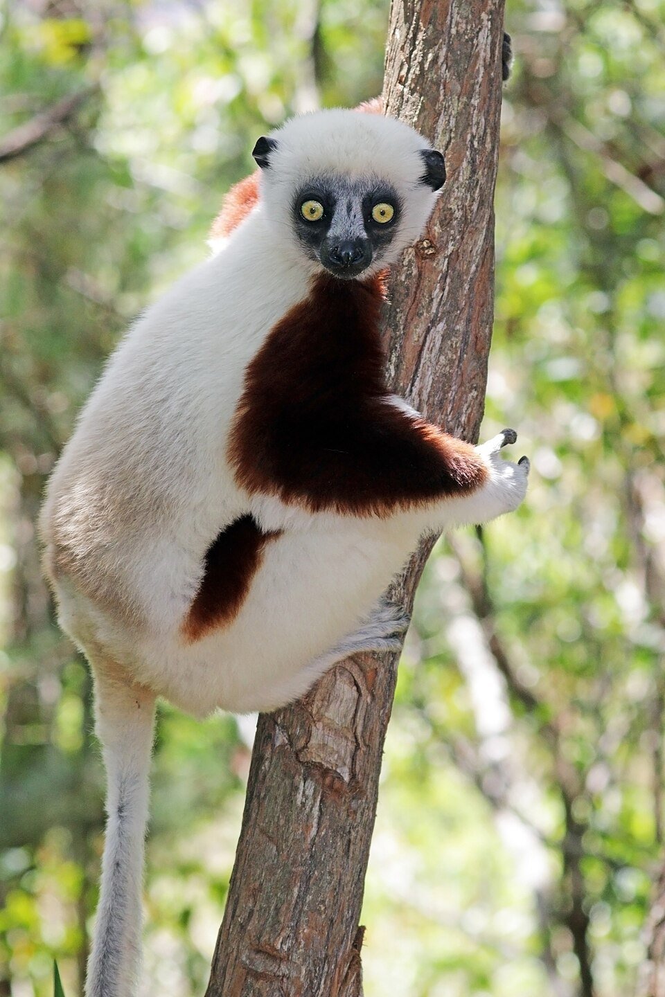 Coquerel's Sifaka