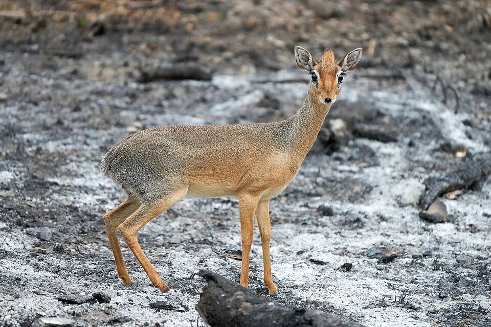 Damara Dik-dik