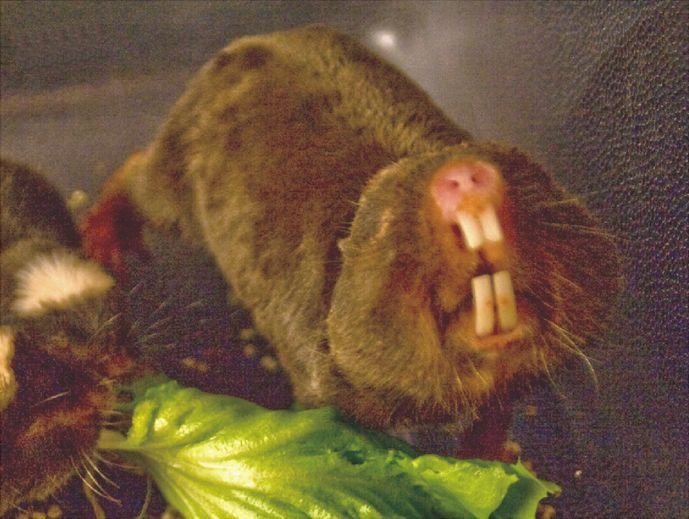 Damaraland Mole-rat