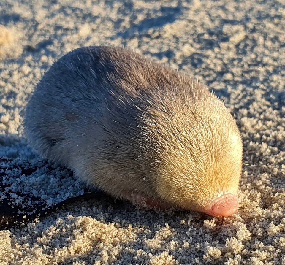 De Winton's Golden Mole