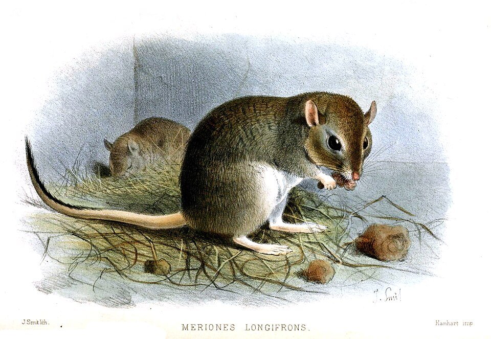 Desert Gerbil