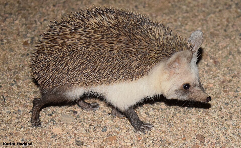 Desert Hedgehog