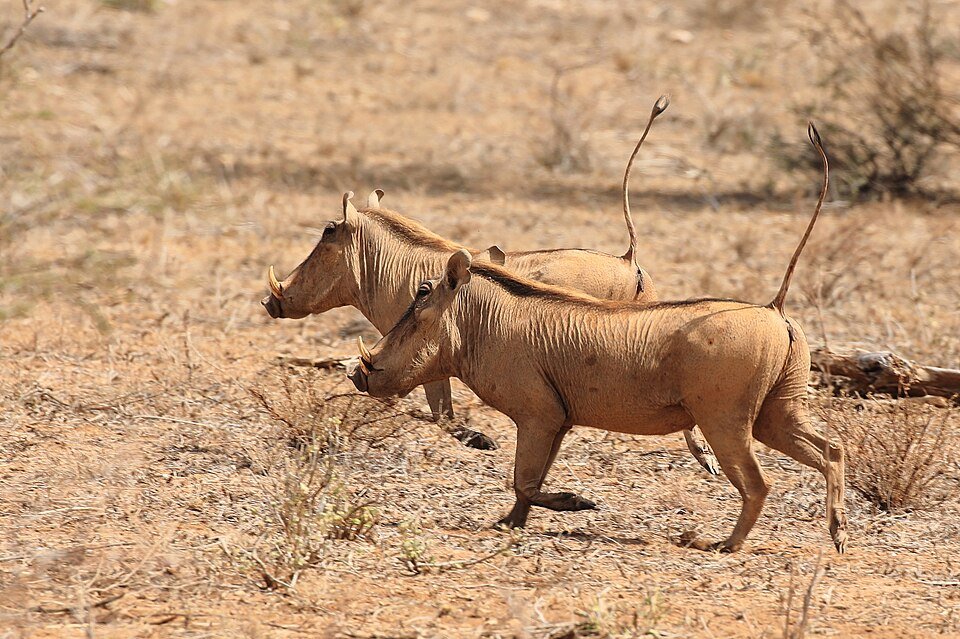 Desert Warthog