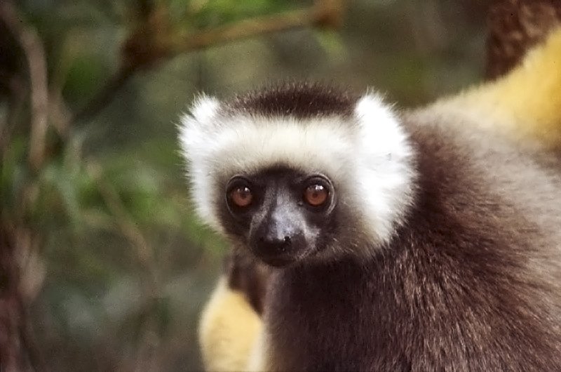Diademed Sifaka