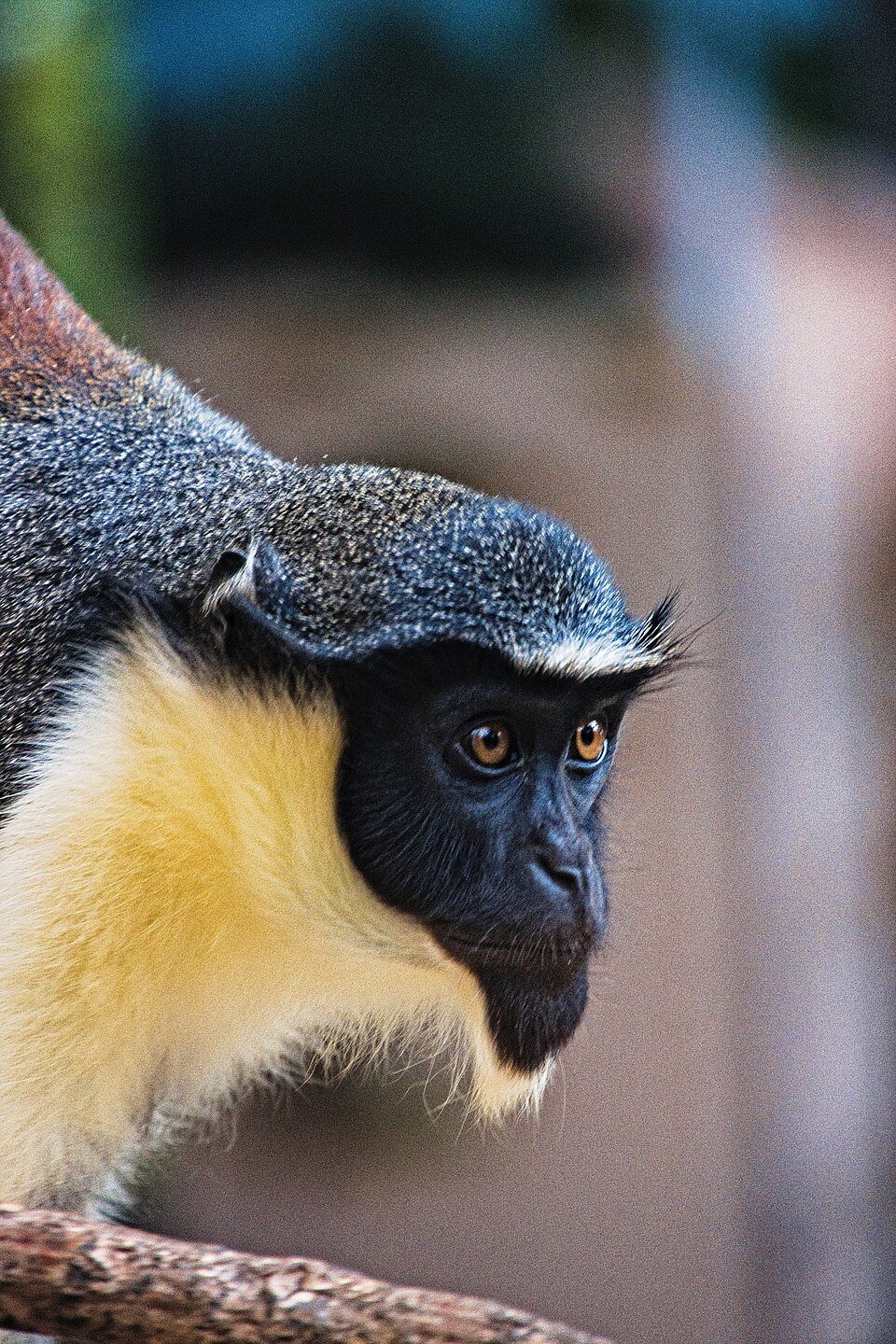 Diana Monkey