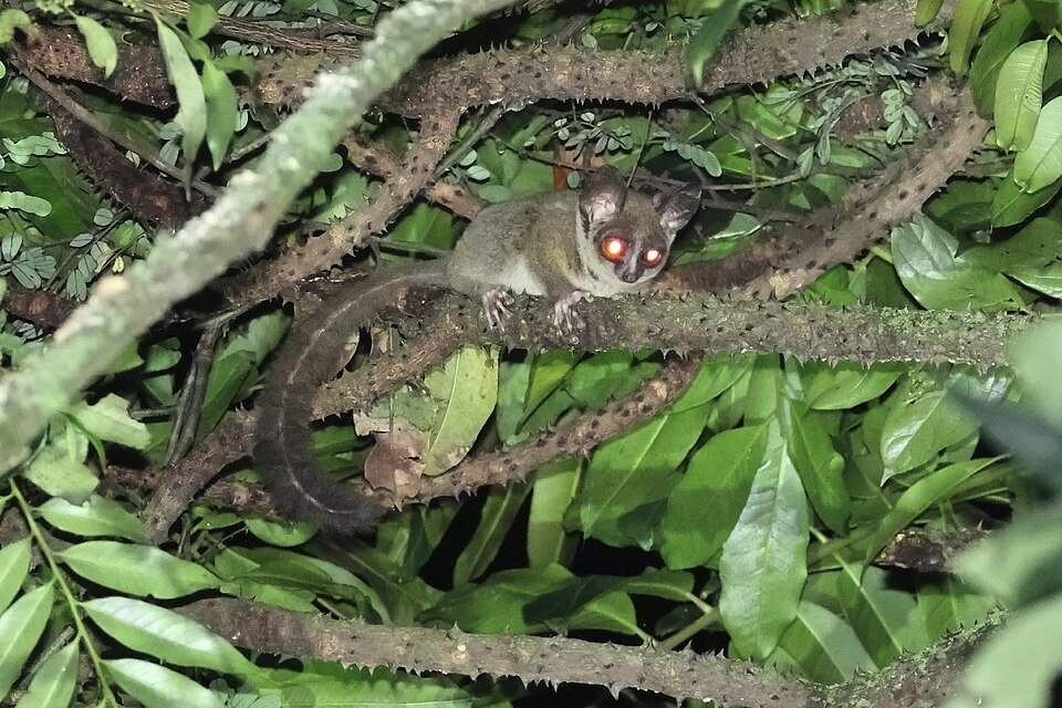 Dusky Bushbaby