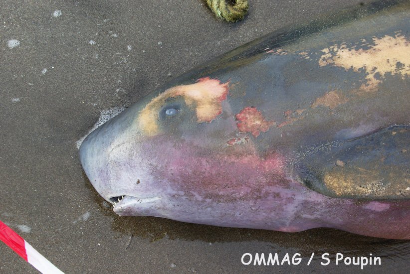 Dwarf Sperm Whale