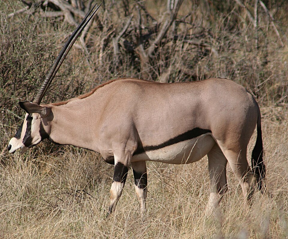 East African Oryx