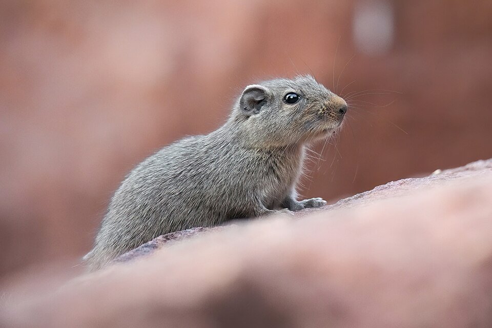 East African Rock Rat