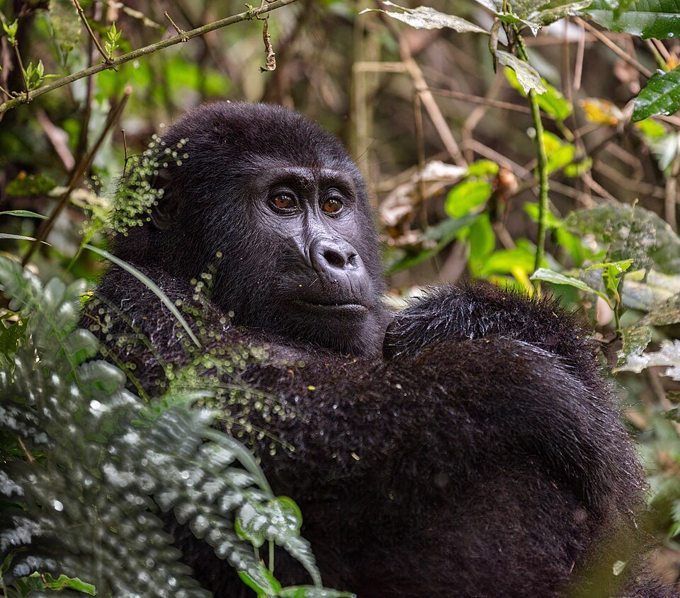 Eastern Gorilla
