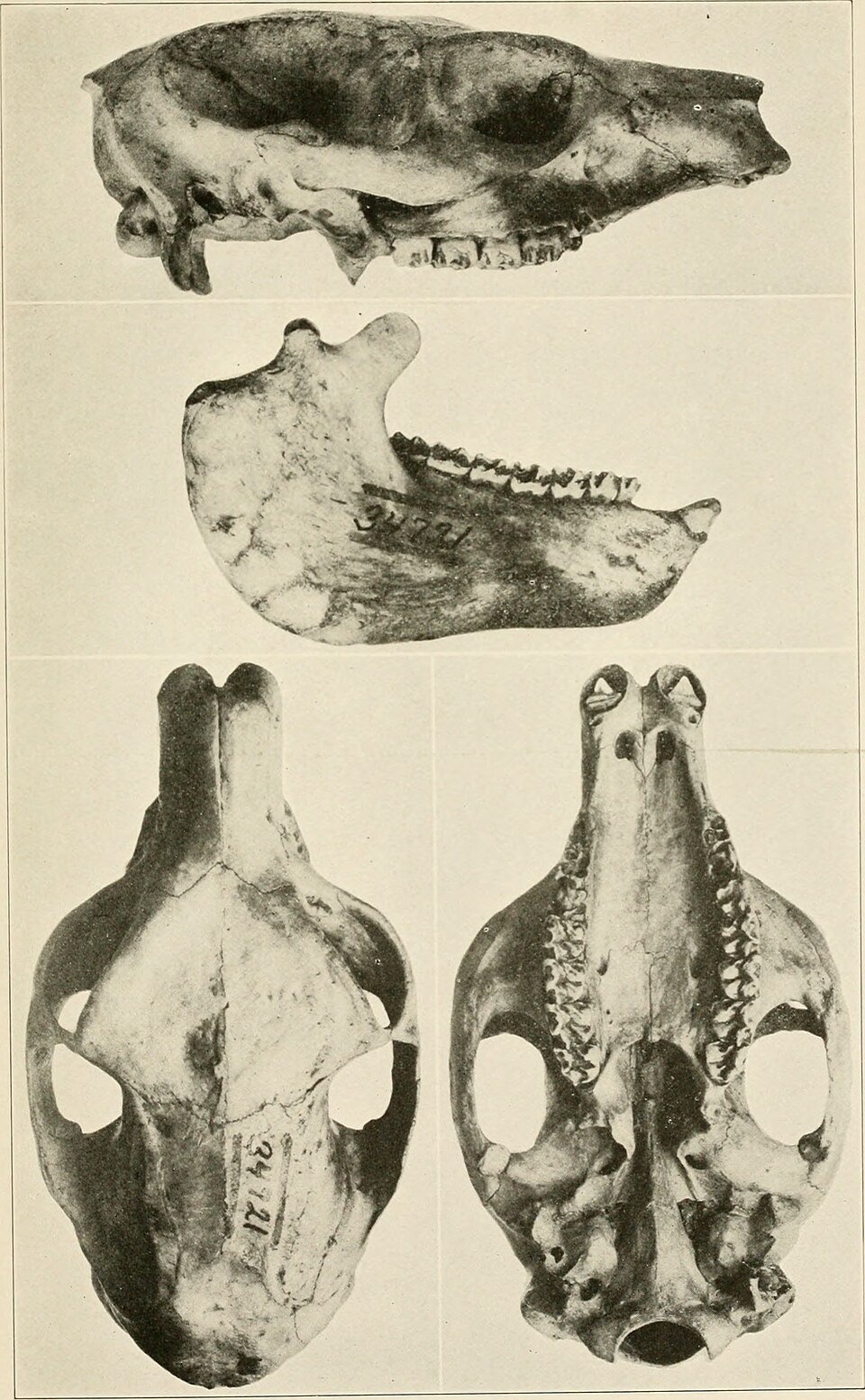 Eastern Tree Hyrax
