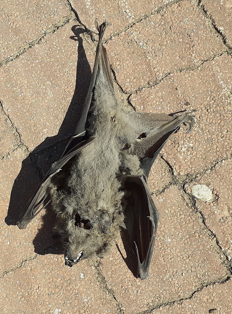 Egyptian Fruit Bat