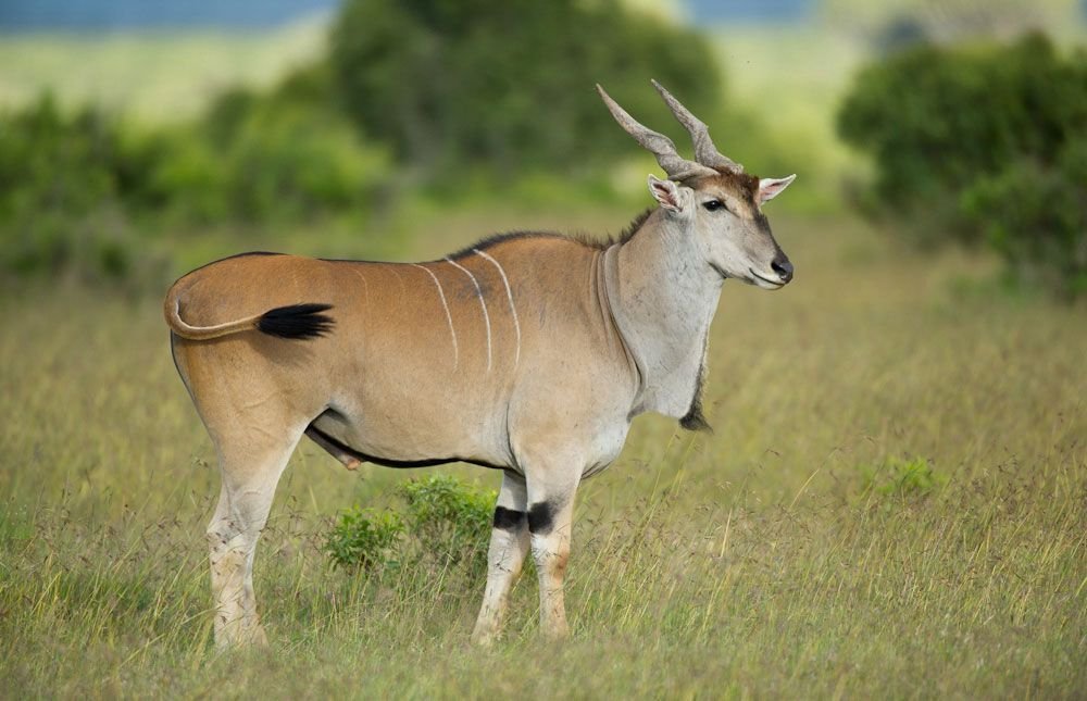 Eland